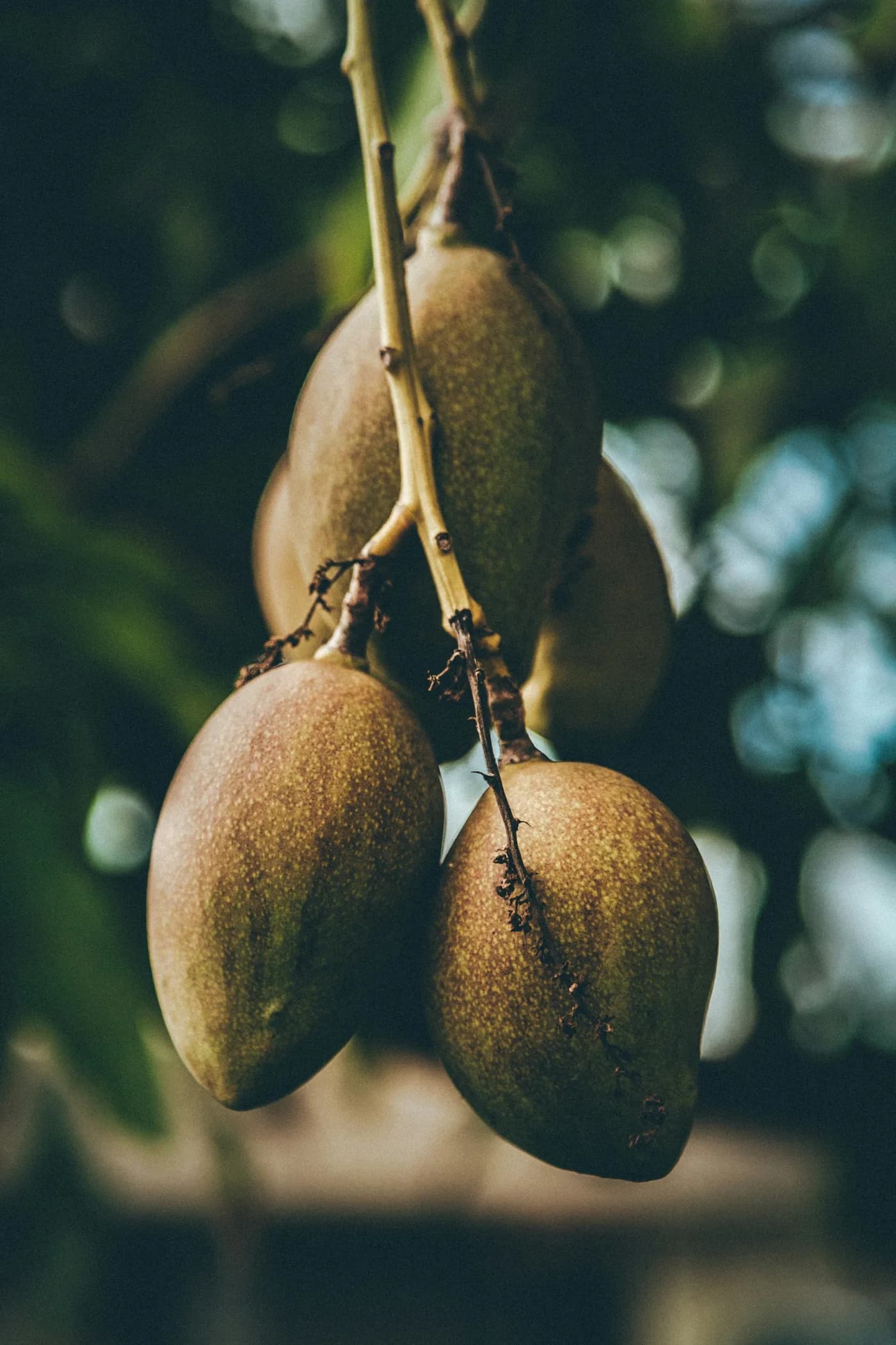 Mango crop