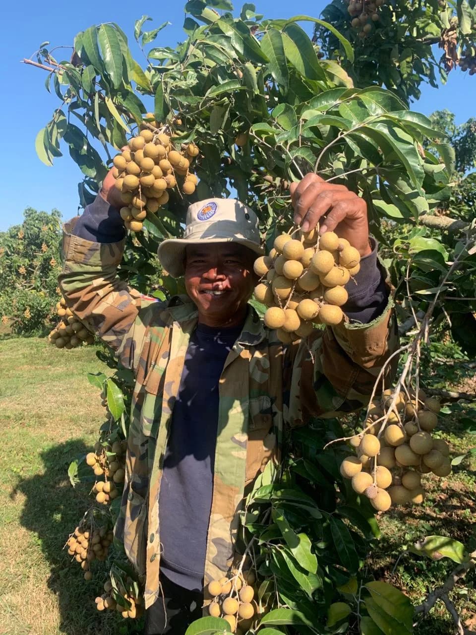 Harvest team member holding two freshly cut longan bunches