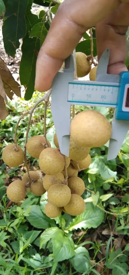 Hand-held caliper checking fruit within a longan bunch
