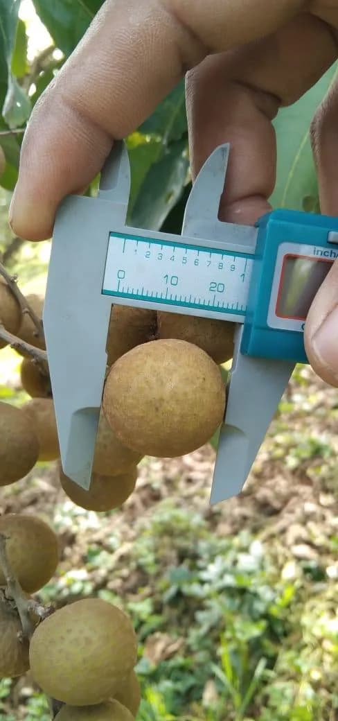 Single longan measured with a caliper at the orchard